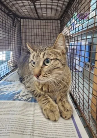 An adult medium-sized female Domestic Short Hair cat named Katniss for adoption in Chatsworth, CA