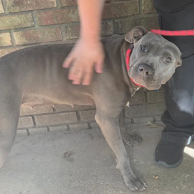 A young medium-sized female Brown / Chocolate Mixed Breed dog named StrayAtterburyDrive for adoption in Columbus, GA