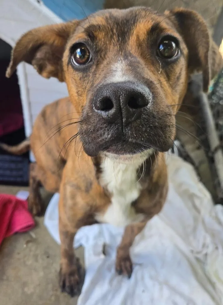 A baby small-sized male Boxer dog named Miklo for adoption in Saint Clairsville, OH