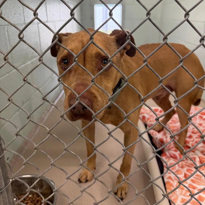 A young large-sized male Brown / Chocolate Mixed Breed dog named Spike for adoption in Newark, NJ