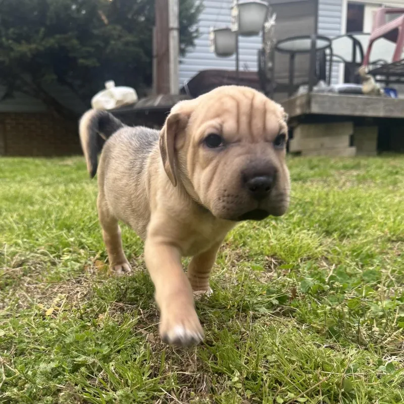 A baby small-sized female Brown / Chocolate Mixed Breed dog named Wildflower for adoption in Fredericksburg, VA