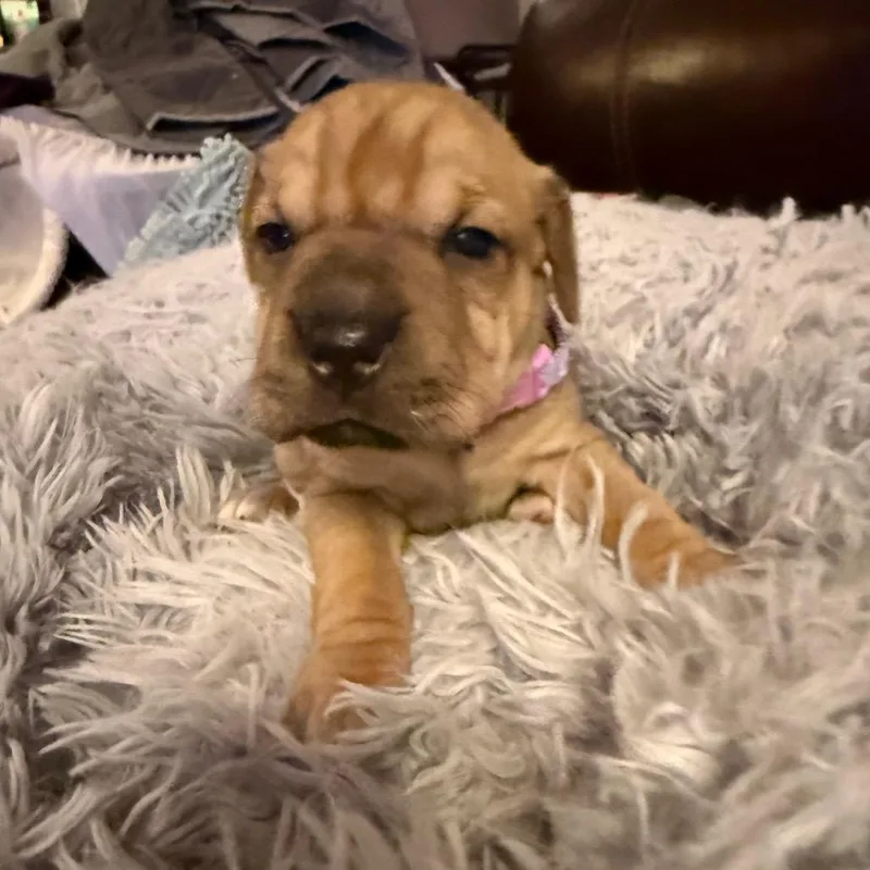 Wildflower thumbnail 2