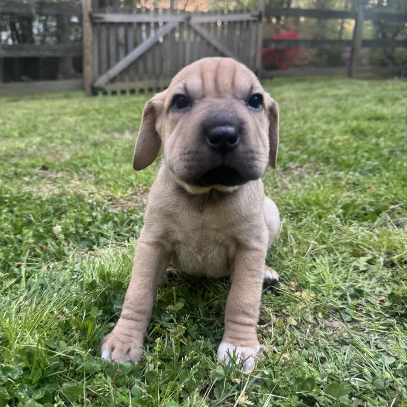 Wildflower thumbnail 3