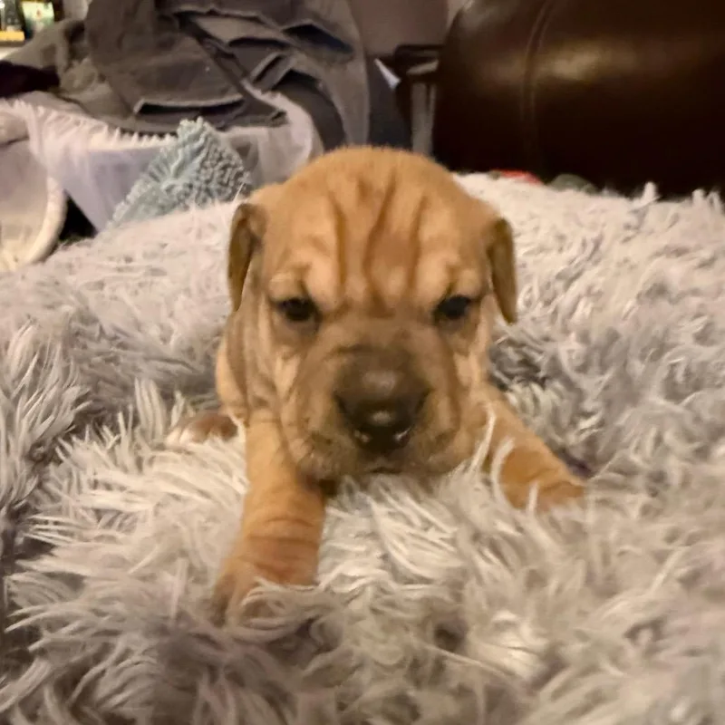 Wildflower thumbnail 4