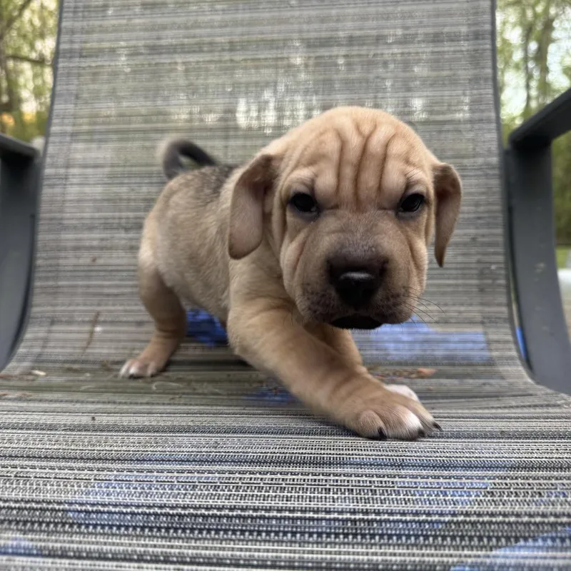 Wildflower thumbnail 5