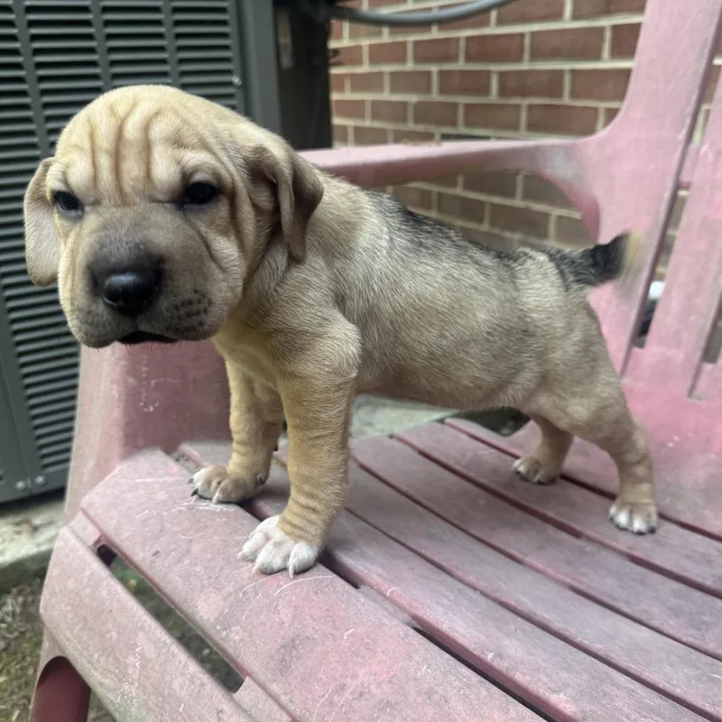 Wildflower thumbnail 6