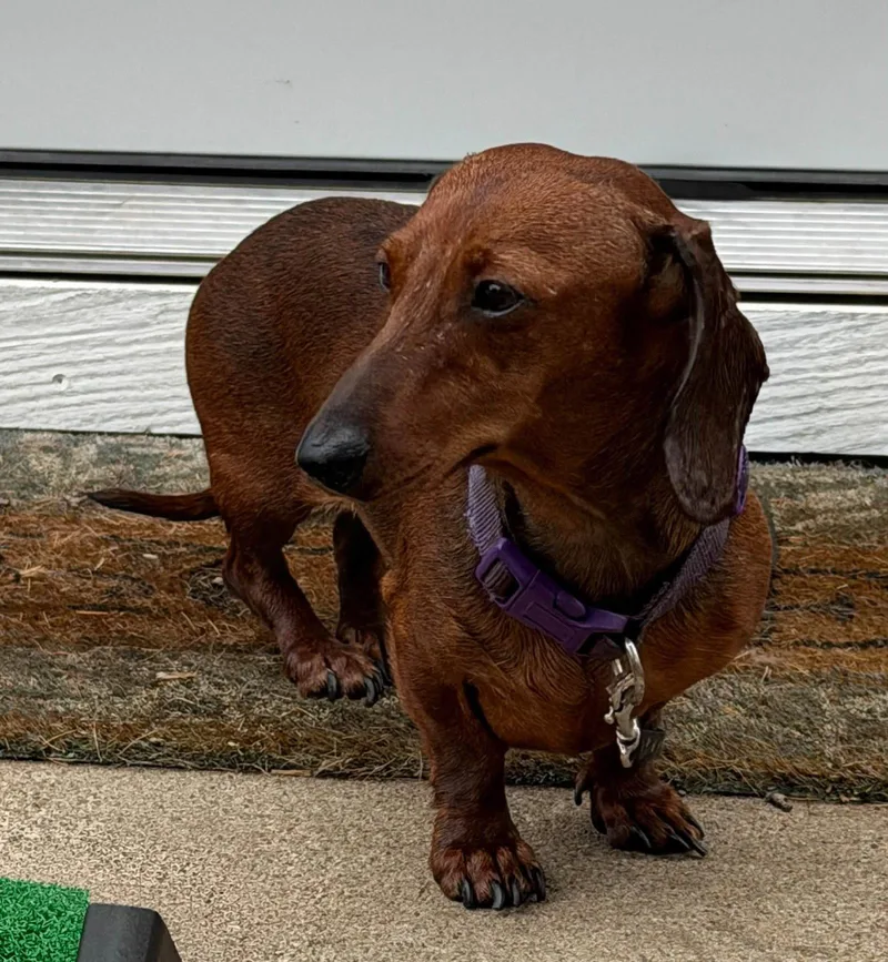 An adult small-sized female Dachshund dog named Hazel for adoption in Sioux Falls, SD