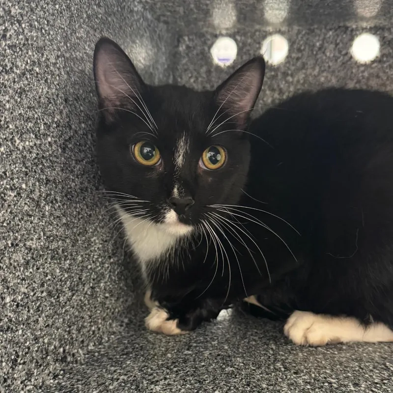 An adult medium-sized male Black Domestic Short Hair cat named Mouse for adoption in Birdsboro, PA