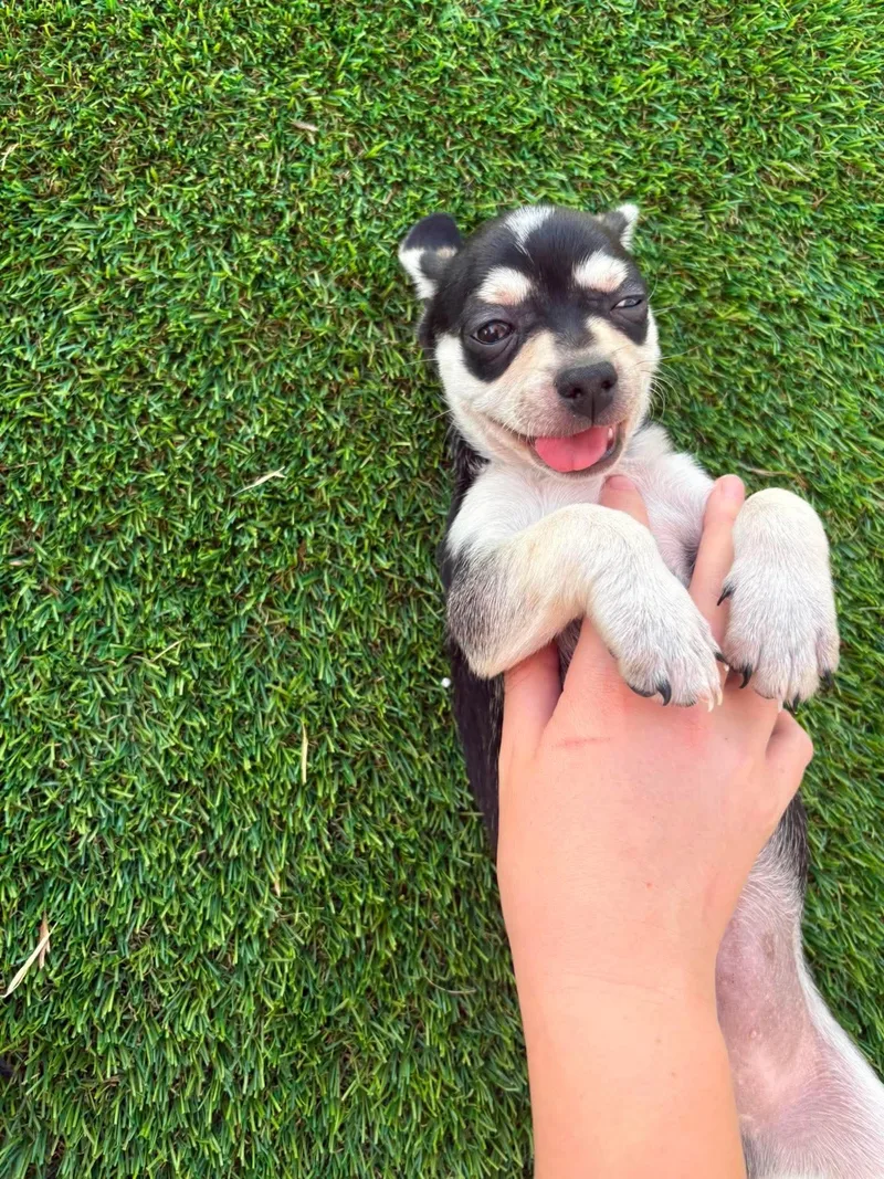 A baby small-sized male Chug dog named Justice for adoption in Sierra Vista, AZ