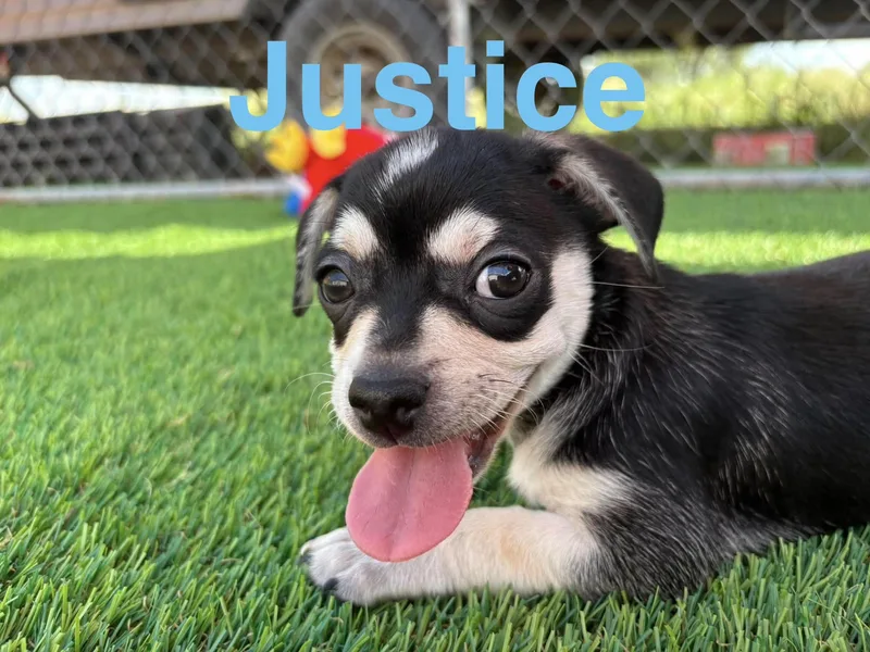 Justice thumbnail 2