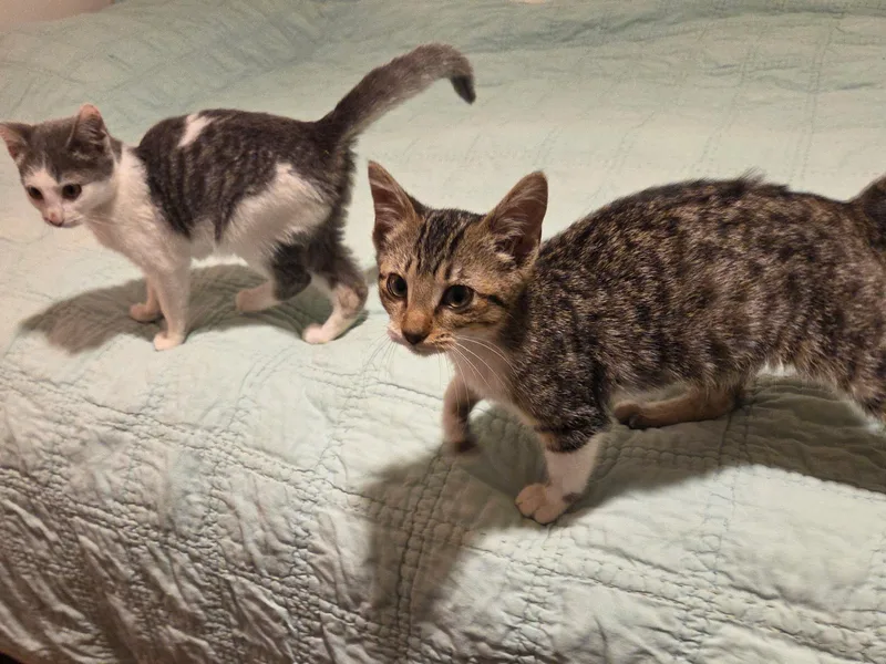 A baby small-sized female Gray & White Domestic Short Hair cat named Chloe for adoption in Bloomsdale, MO