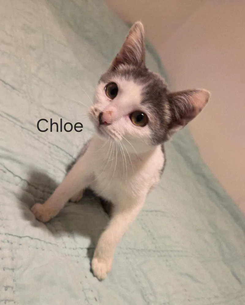 Chloe thumbnail 2