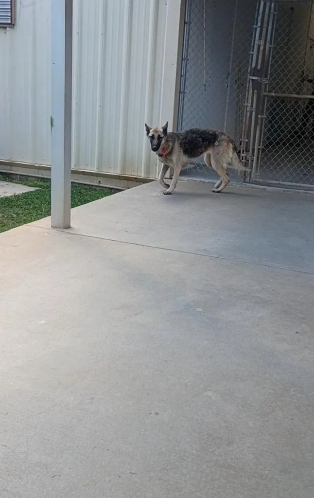 An adult large-sized female German Shepherd Dog dog named Haiti for adoption in Albany, GA