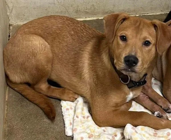 Lolp Teddy thumbnail 2