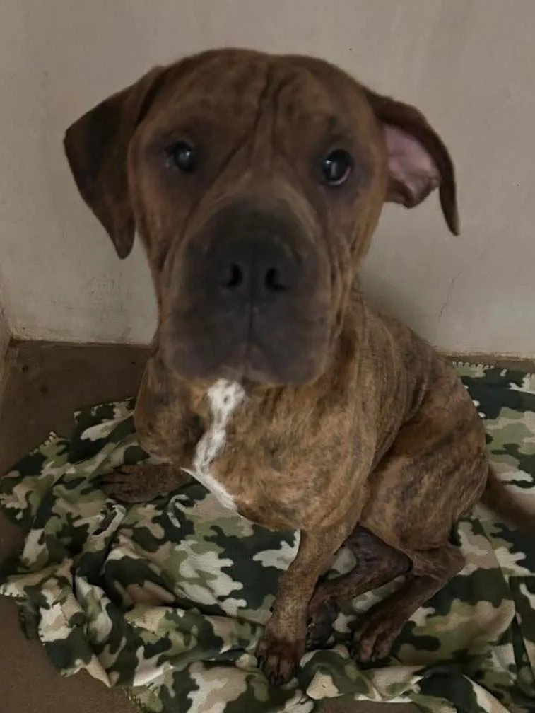 Lolp Teddy thumbnail 3