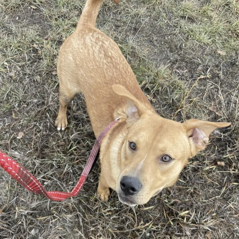 Lolp Teddy thumbnail 4