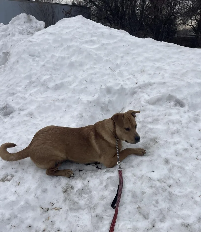 Lolp Teddy thumbnail 6