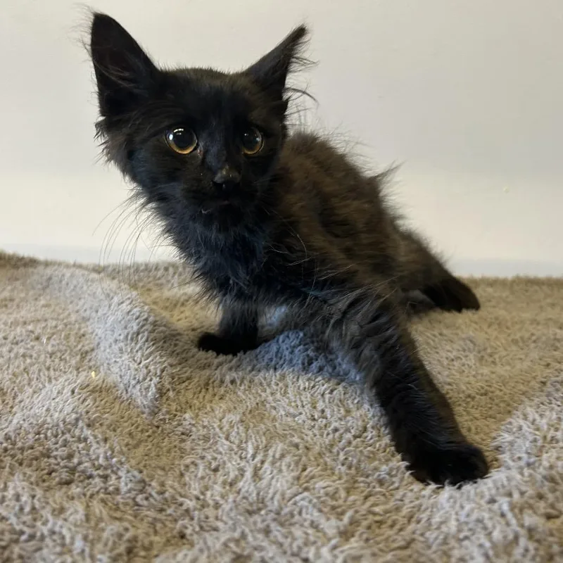 IVHSStray