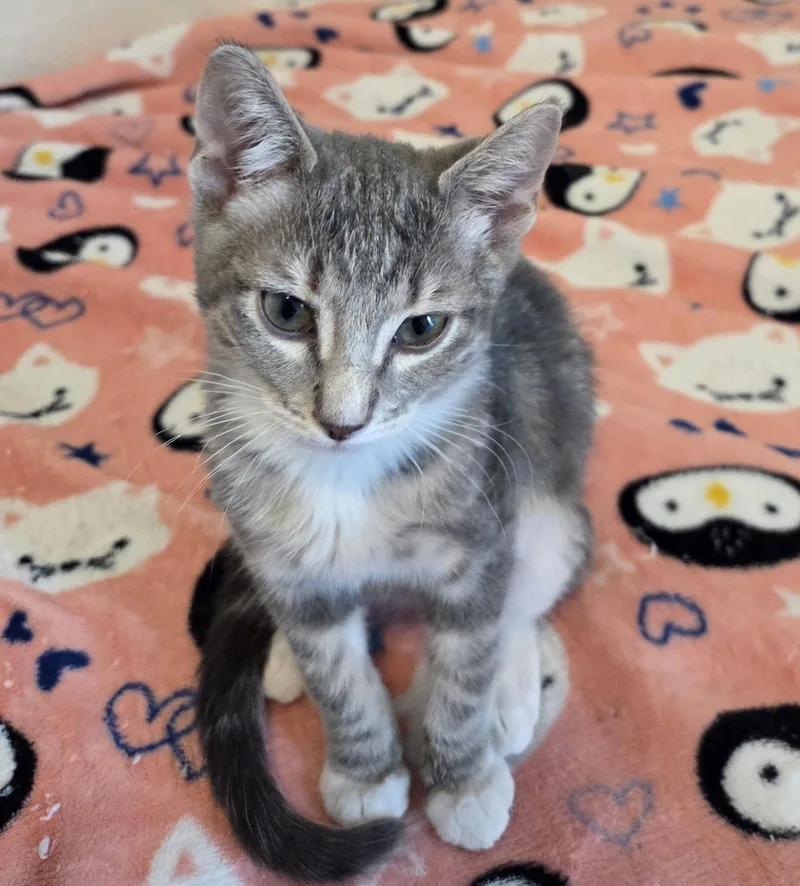 A young small-sized male Gray / Blue / Silver Domestic Short Hair cat named Wayward for adoption in Aurora, CO
