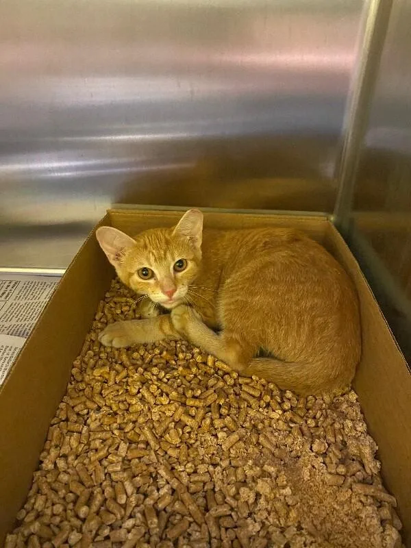 A young medium-sized female Domestic Short Hair cat named Amelia for adoption in Jackson, TN
