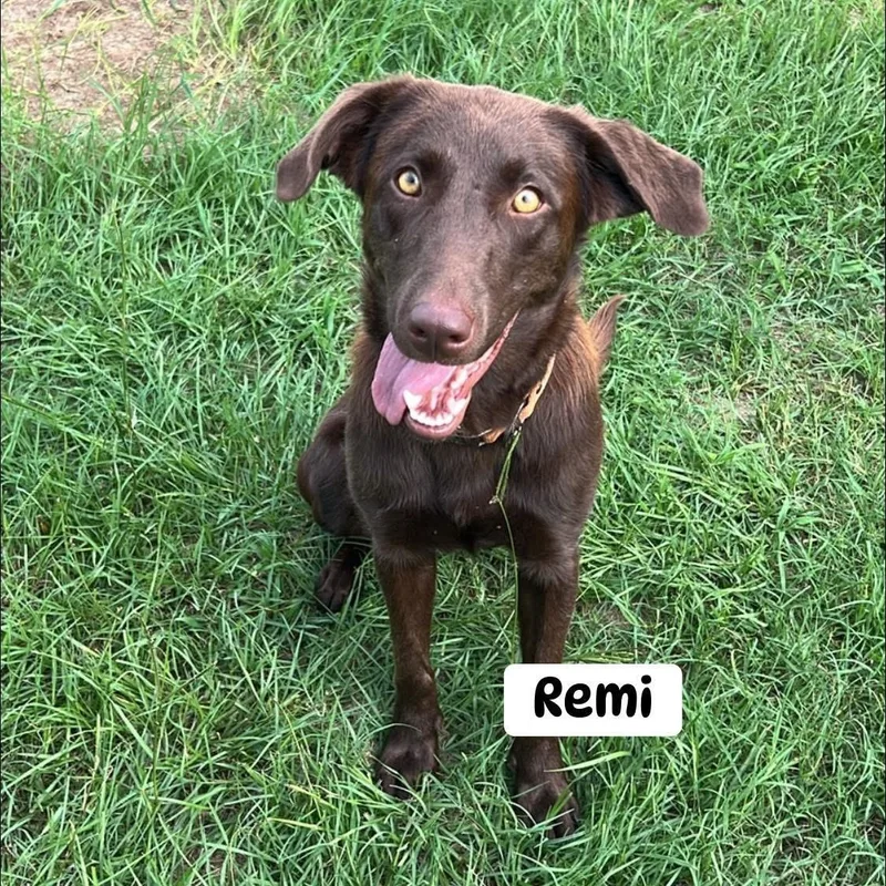 Remi