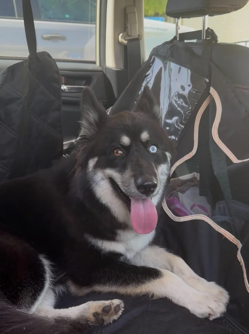 A young medium-sized female Husky dog named Tova for adoption in Houston, TX