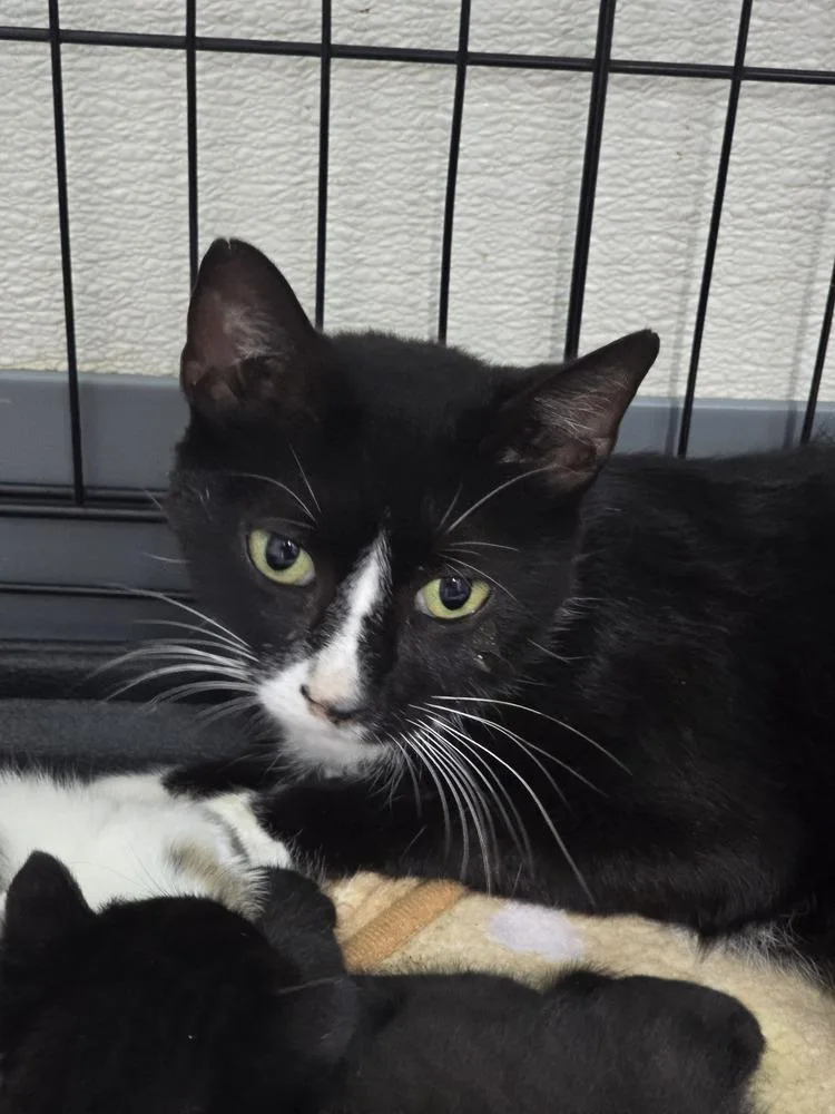 An adult small-sized female Black & White / Tuxedo Domestic Short Hair cat named Celine for adoption in Evansville, IN