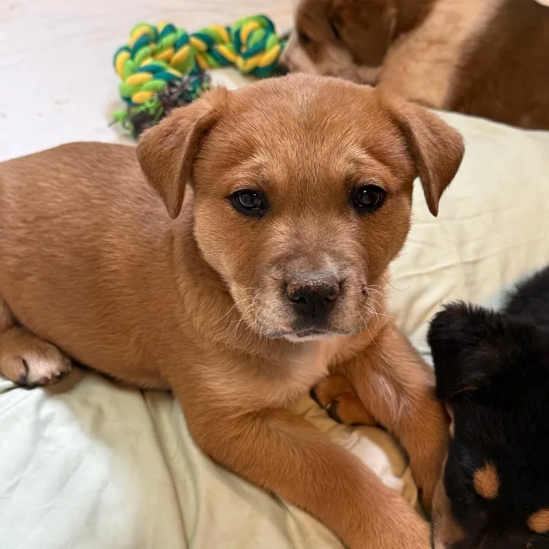 A baby small-sized male Red / Chestnut / Orange Mixed Breed dog named Mustard for adoption in Flagstaff, AZ