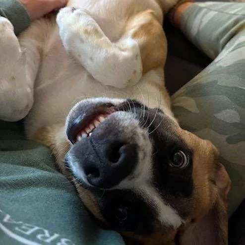 Marmaduke thumbnail 2