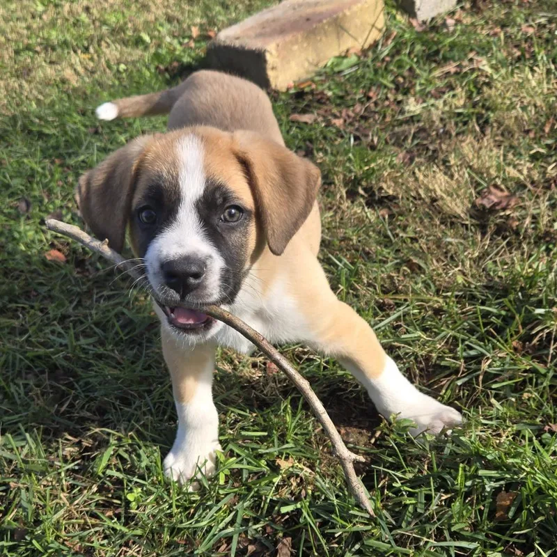 Marmaduke thumbnail 3