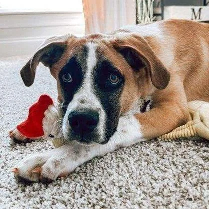 Marmaduke thumbnail 4