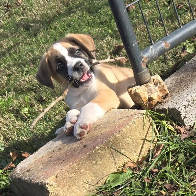 Marmaduke thumbnail 5