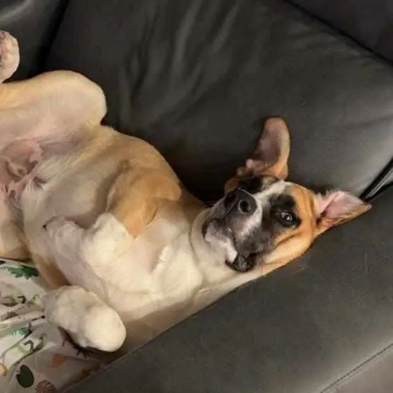 Marmaduke thumbnail 6