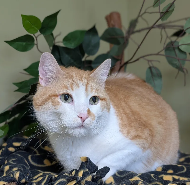 An adult large-sized male Tabby (Orange / Red) Manx cat named Bob for adoption in Hastings, NE