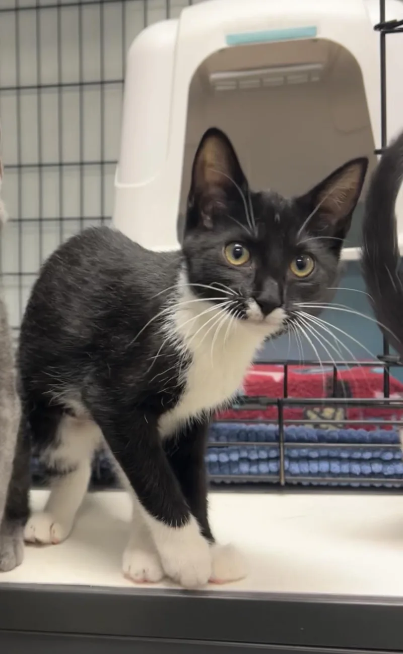 A baby medium-sized female Black & White / Tuxedo Domestic Short Hair cat named Basketball for adoption in Montville, NJ