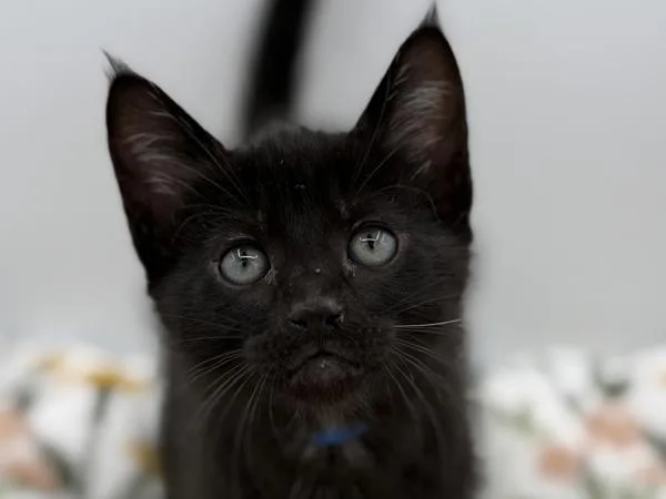 A baby small-sized male Domestic Short Hair cat named Francis for adoption in Portland, OR