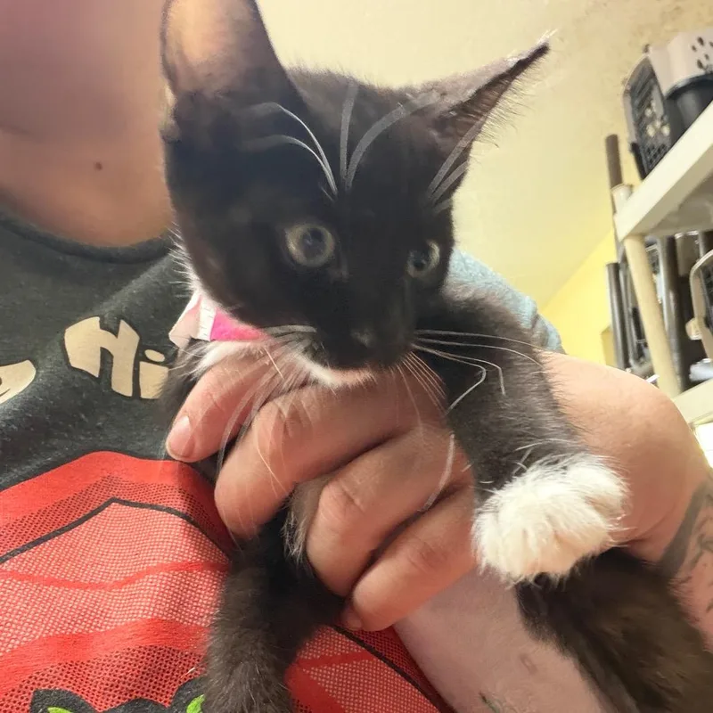 A baby small-sized female Black Domestic Short Hair cat named Apple bottom Jeans for adoption in Melrose, FL