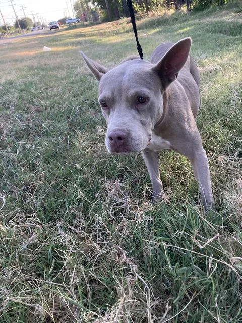An adult large-sized female Mixed Breed dog named Nina for adoption in Dallas, TX