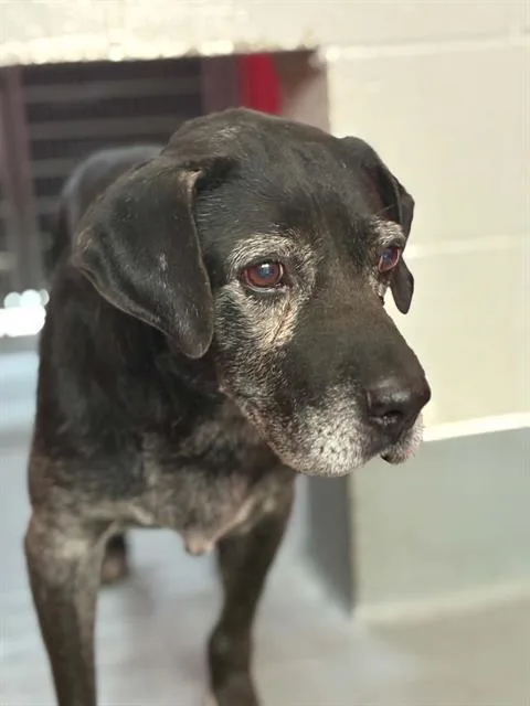 An adult large-sized male Labrador Retriever dog named Elmer Fudd for adoption in Visalia, CA