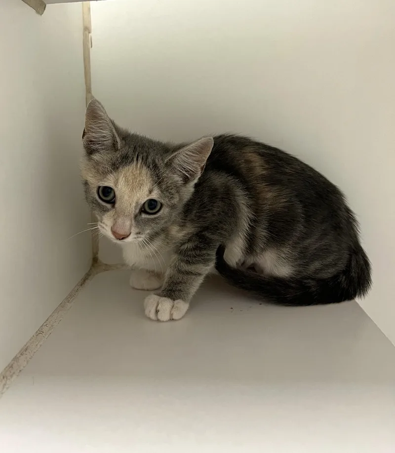 A young small-sized female Gray & White Domestic Short Hair cat named Eleven for adoption in Reisterstown, MD