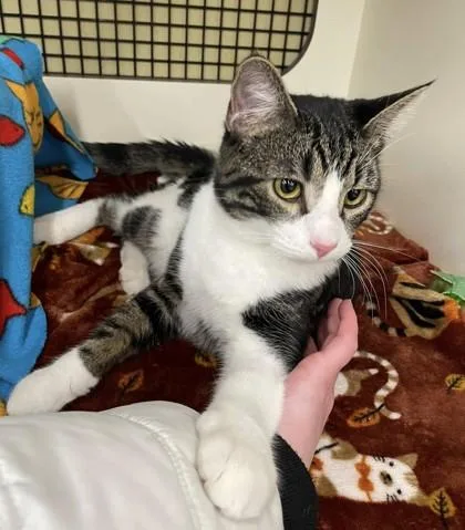 An adult medium-sized male Brown / Chocolate Domestic Short Hair cat named It's Called A Tang for adoption in Kansas City, MO