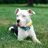 An adult medium-sized female Black Pit Bull Terrier dog named Phoebe for adoption in Hilliard, OH