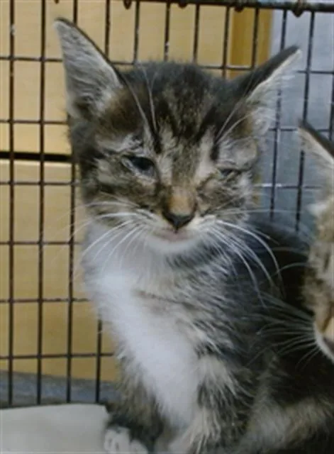 A baby small-sized female Domestic Short Hair cat named Isabella for adoption in Miami, FL