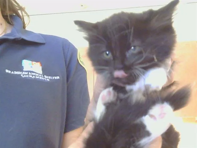 A baby small-sized female Domestic Short Hair cat named Tap for adoption in Sacramento, CA
