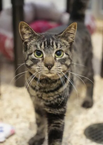 An adult medium-sized male Domestic Short Hair cat named Seth for adoption in Aiken, SC