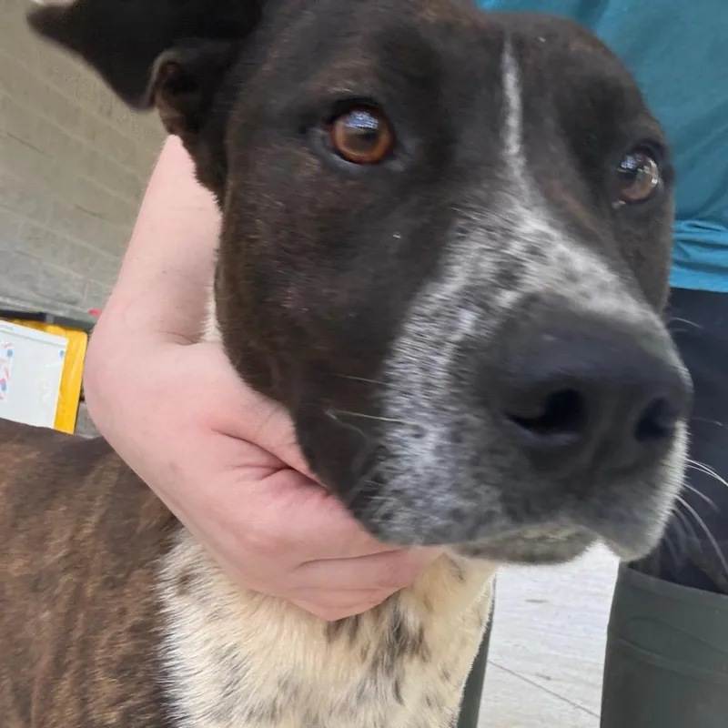 An adult medium-sized male Brindle Australian Cattle Dog / Blue Heeler dog named River for adoption in Galax, VA