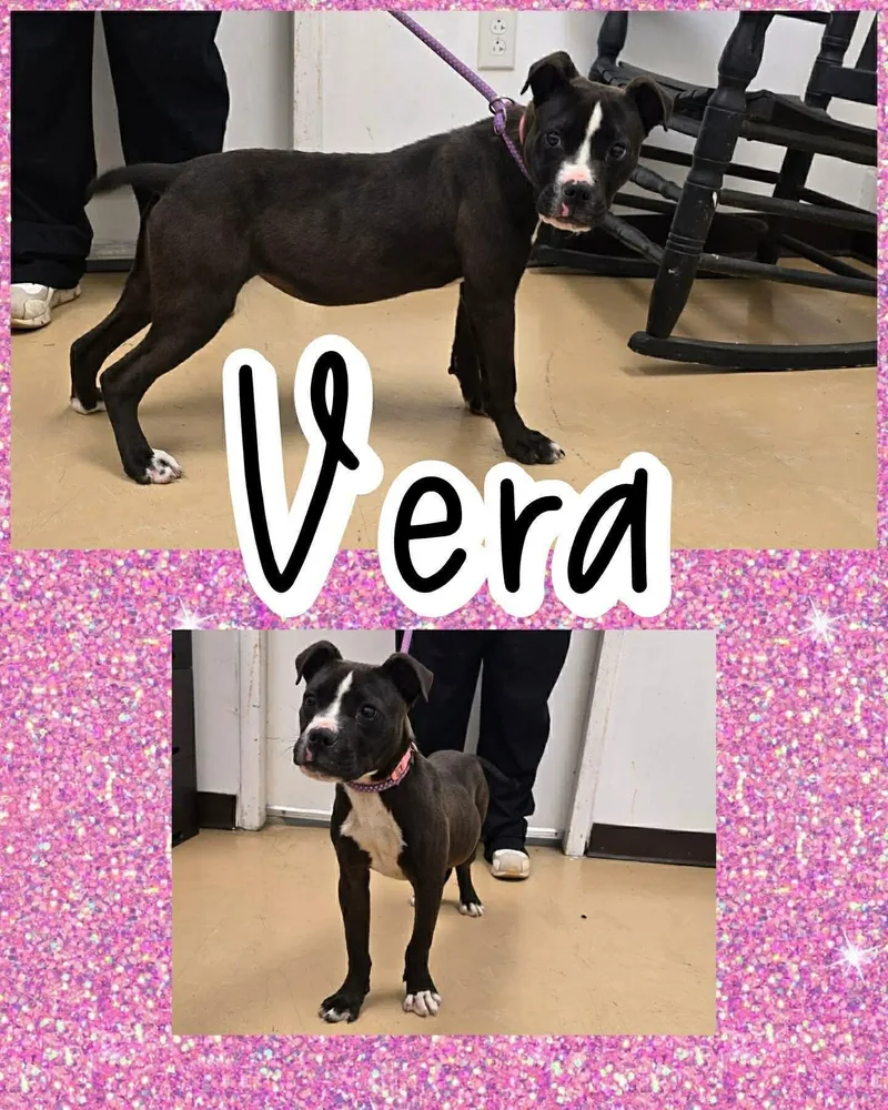 A young medium-sized female Black Pit Bull Terrier dog named Vera for adoption in Ringwood, NJ