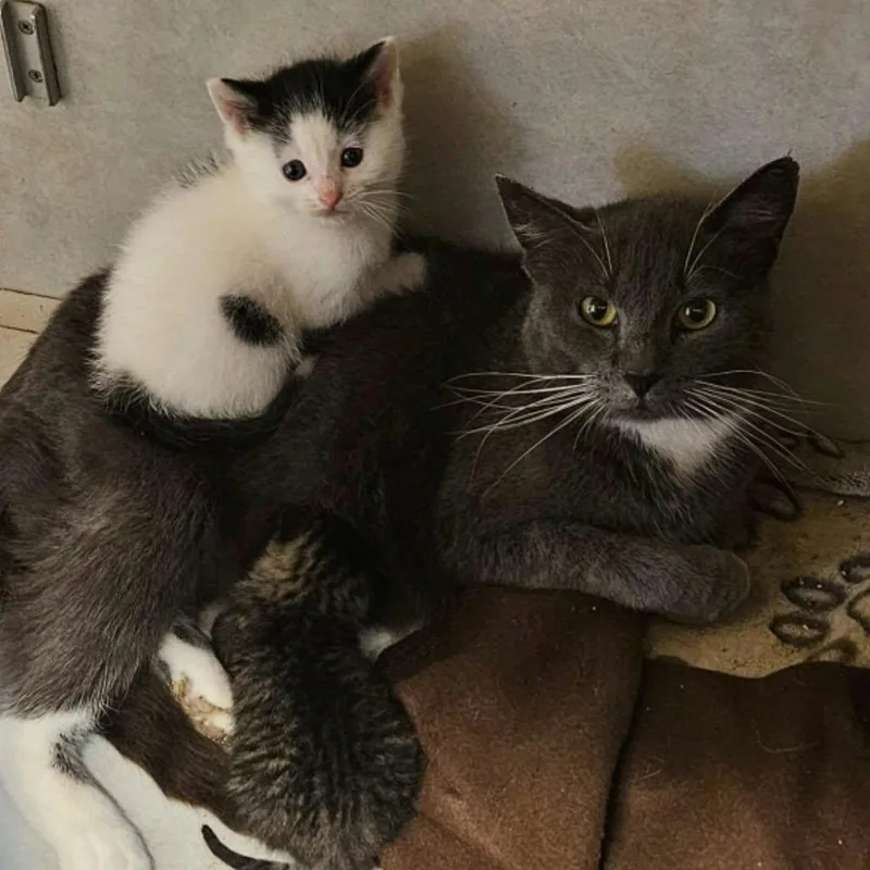 An adult medium-sized female Gray & White Domestic Short Hair cat named Duchess for adoption in Wapakoneta, OH