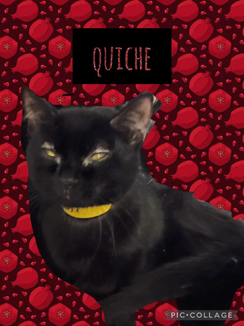 A young small-sized female Domestic Short Hair cat named Quiche for adoption in Muncie, IN