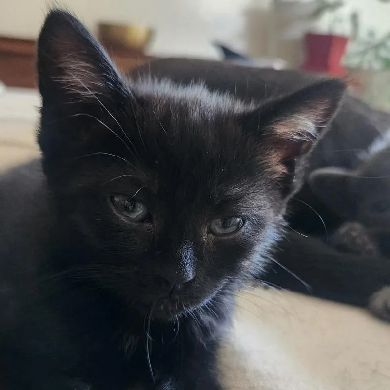 A baby small-sized female Domestic Medium Hair cat named Oreo for adoption in Stagecoach, NV